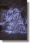 garrotxa_20.jpg(106 KB)