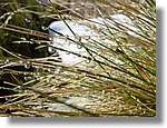 Cerdanya_26.jpg(129 KB)
