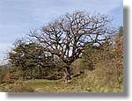 munts_016.jpg(175 KB)