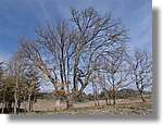 munts_059.jpg(165 KB)