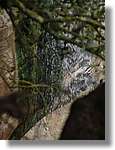 Esquirol_028.jpg(107 KB)