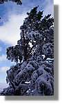 Moncayo_047.jpg