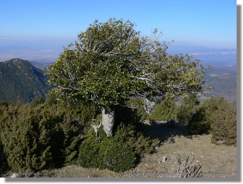1Montseny_065.jpg