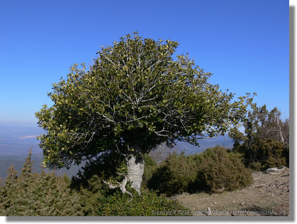 1Montseny_066.jpg