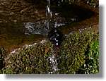 1Montseny_092.jpg