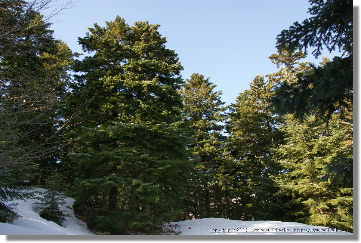 Montseny_012.jpg