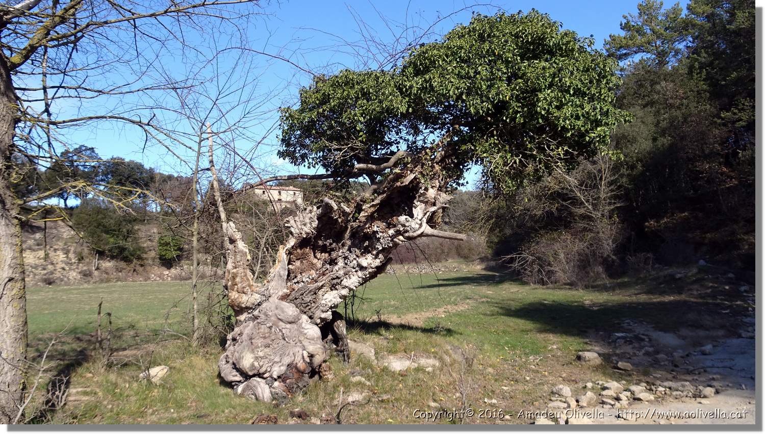SauvaNegra__002.jpg