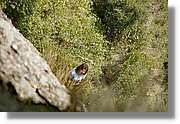 Montserrat_128.jpg