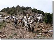 Lleras_095.jpg