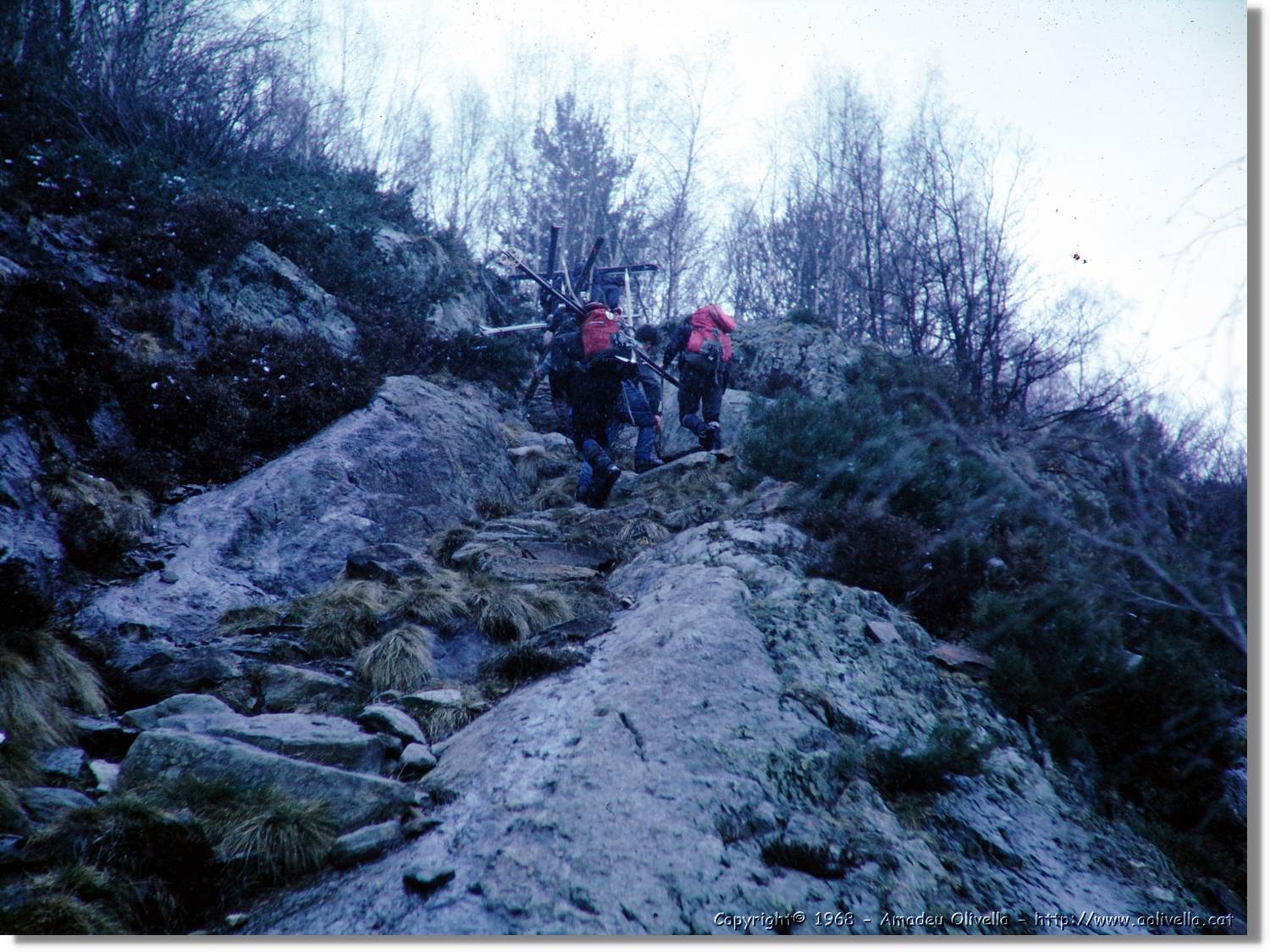 Pica_06.jpg