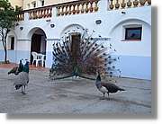 Emporda_03.jpg