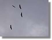 05_Anisclo_152.jpg(43,8 KB)