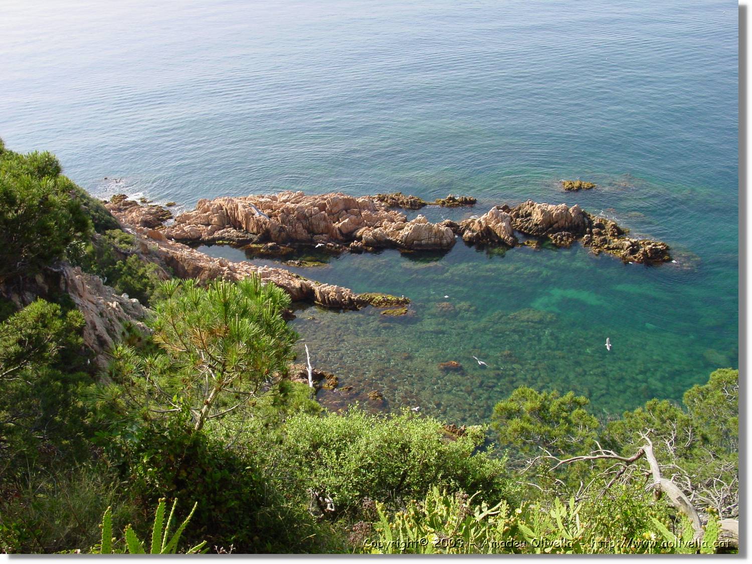 cala_003.jpg
