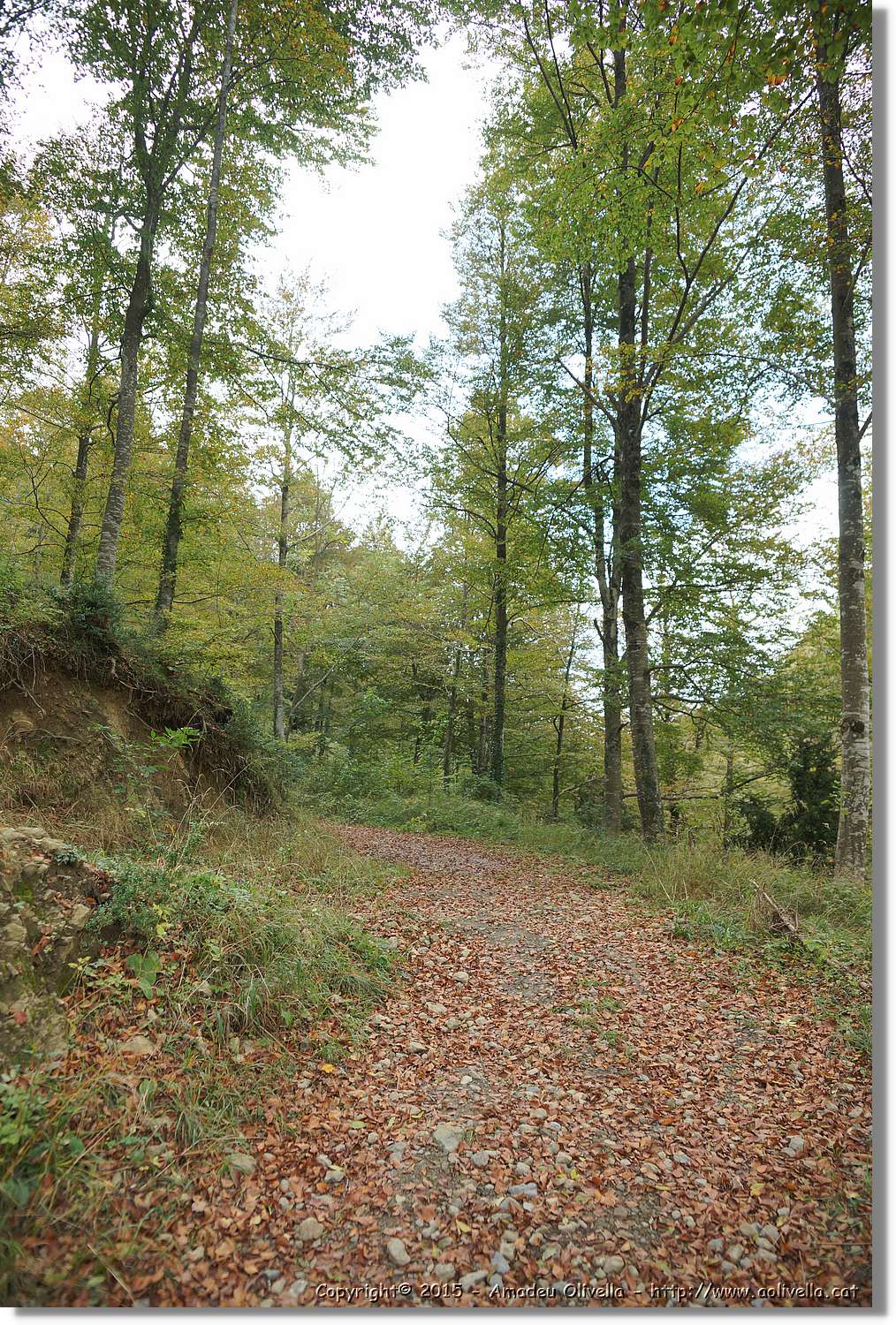Grevolosa_013.jpg