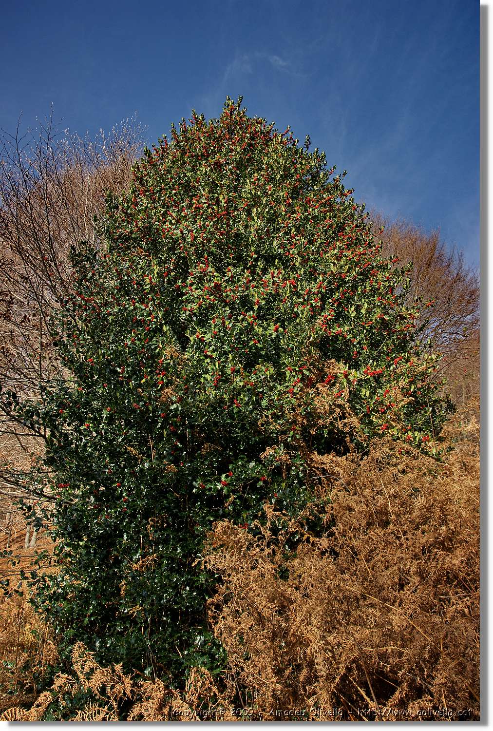 Montseny_026.jpg