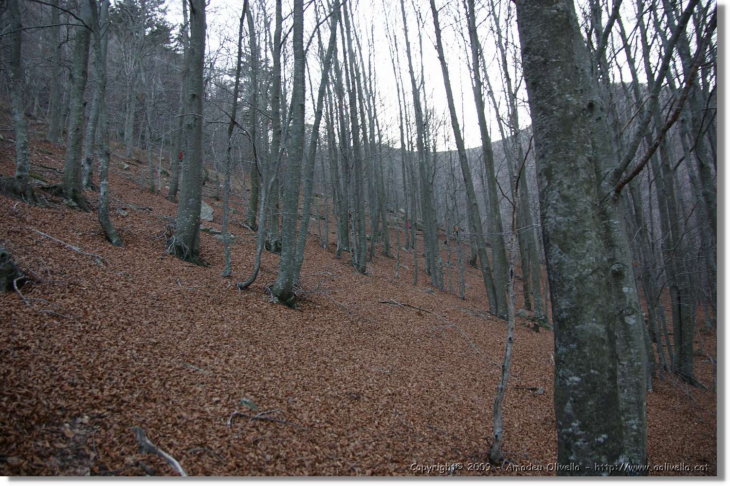 Montseny_174.jpg