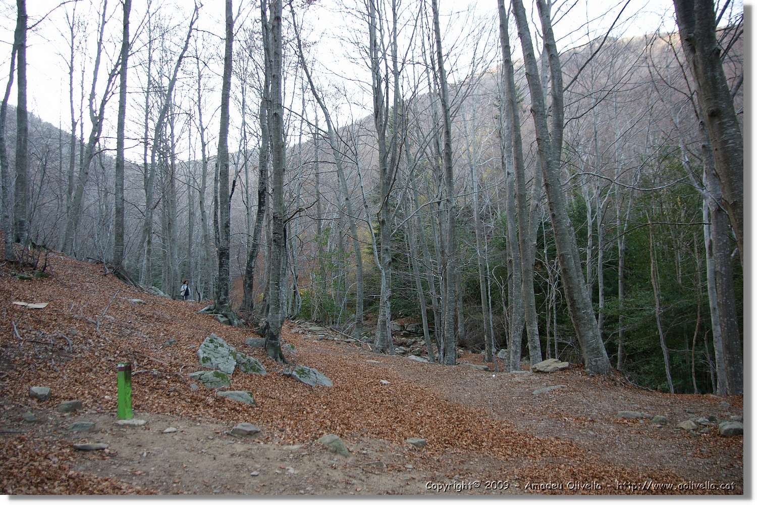Montseny_182.jpg