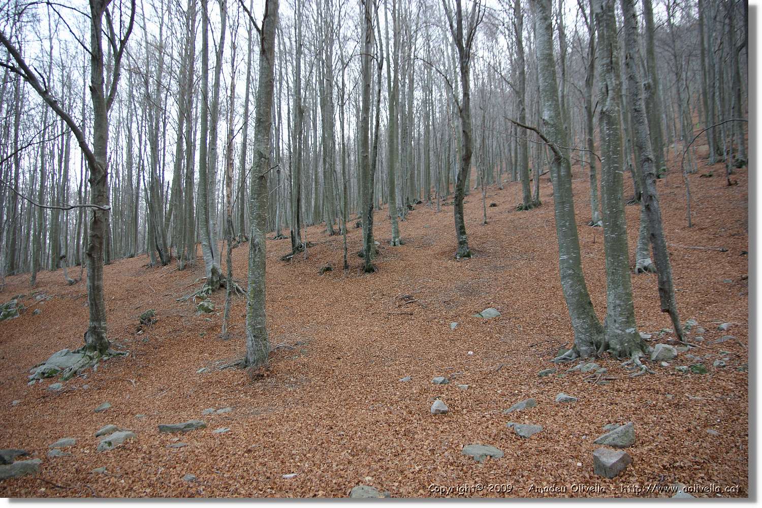 Montseny_183.jpg