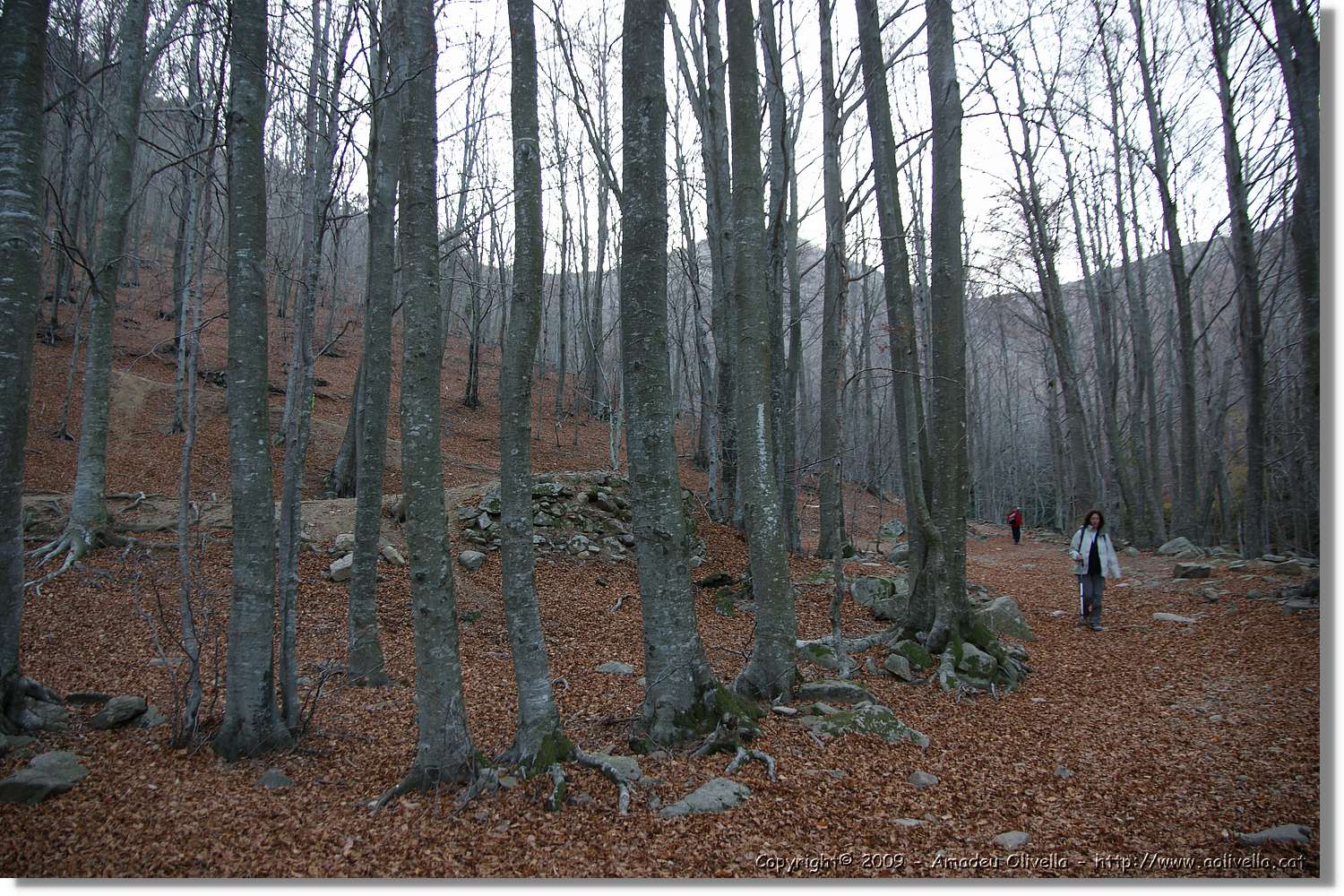 Montseny_184.jpg