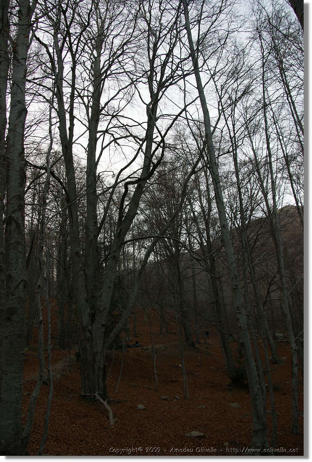 Montseny_195.jpg