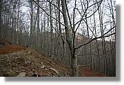 Montseny_164.jpg