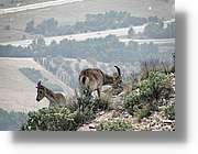 Montserrat_322.jpg