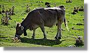 Tuca_074.jpg