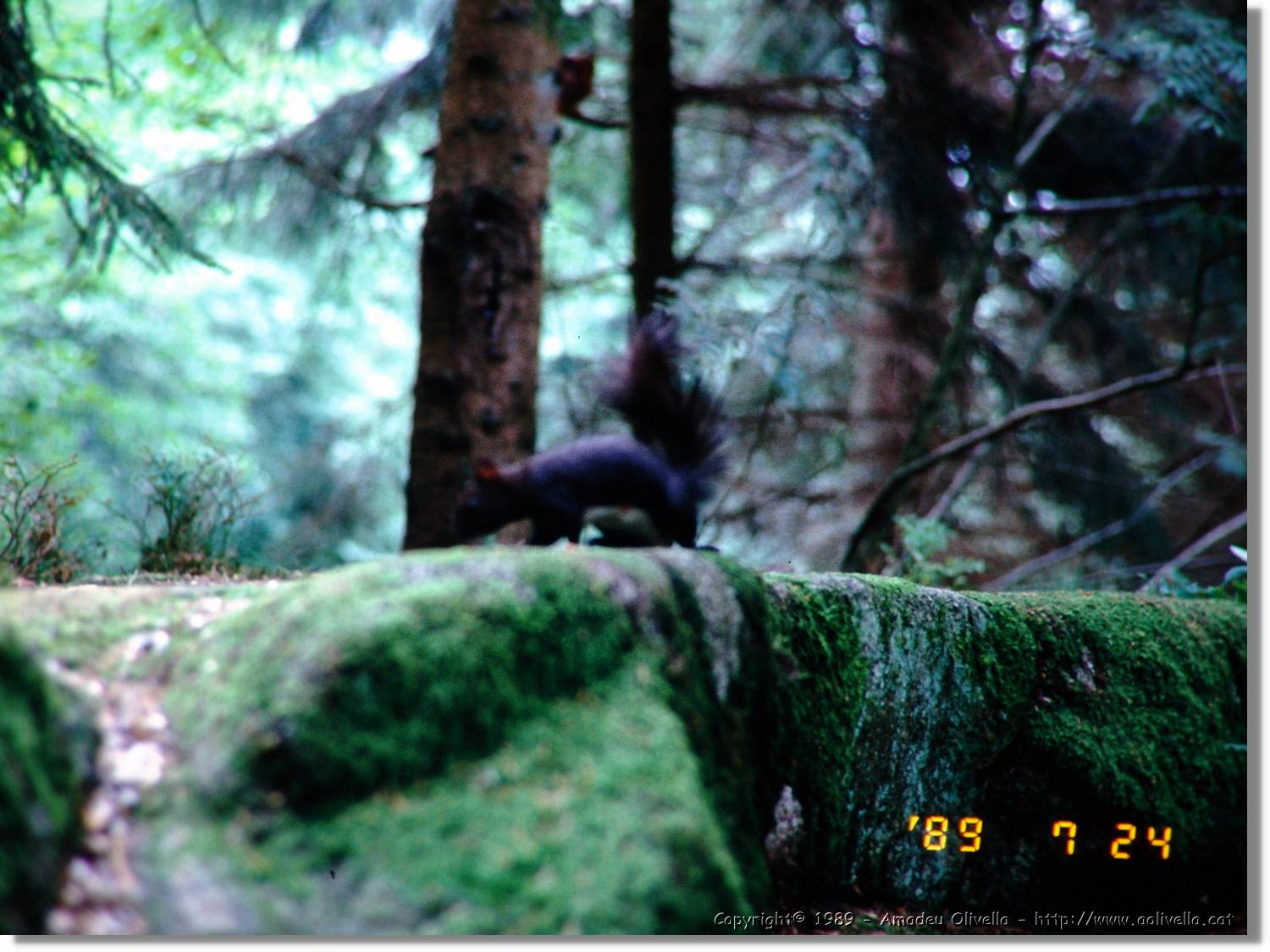 SwWald_17.jpg