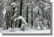 SWald_022.jpg