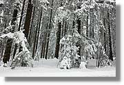 SWald_023.jpg