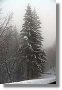 SWald_038.jpg