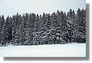 SWald_045.jpg