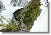 Rheinfall_025.jpg