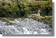 Rheinfall_056.jpg