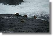Rheinfall_067.jpg