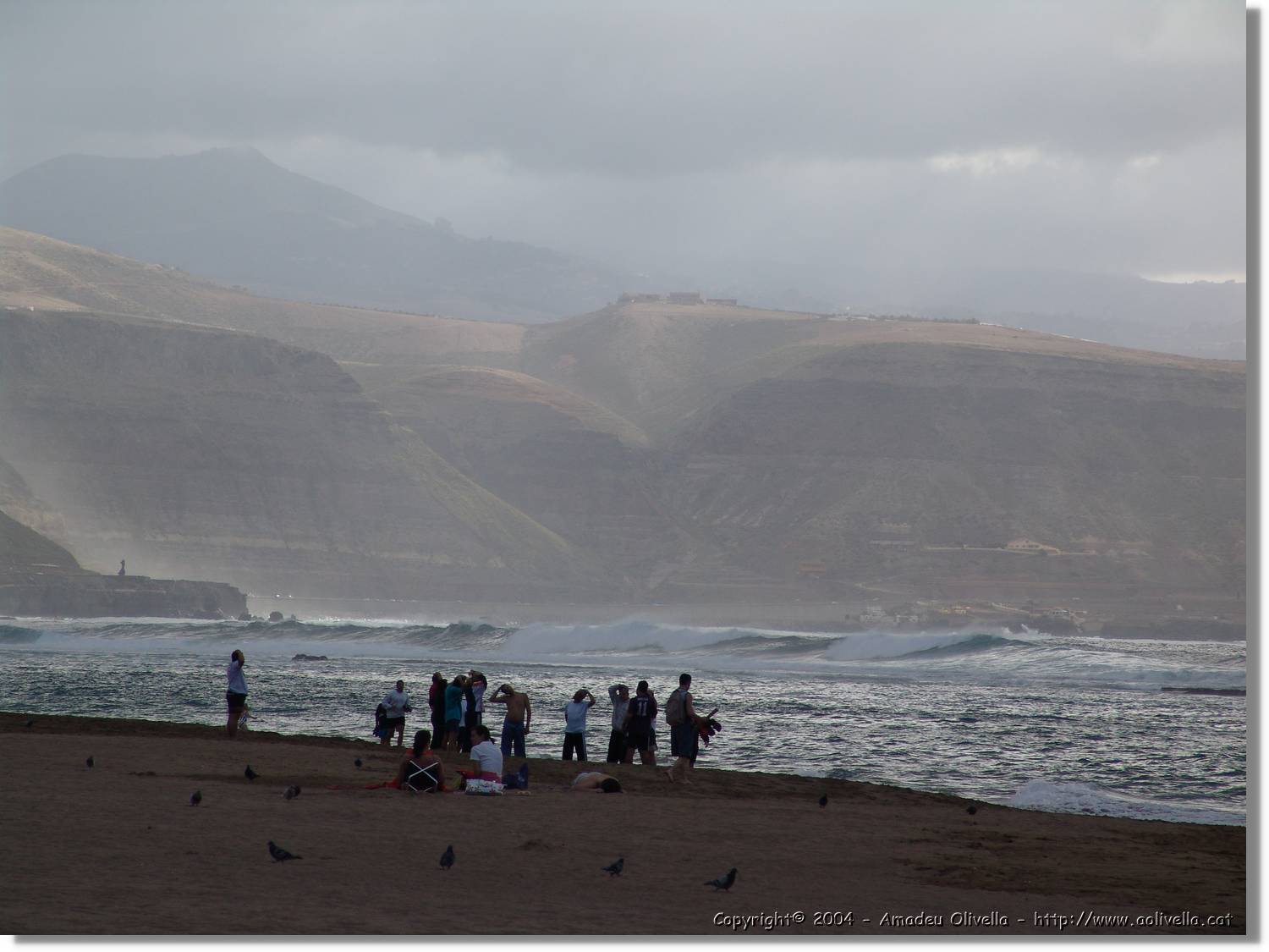 Canaries_068.jpg