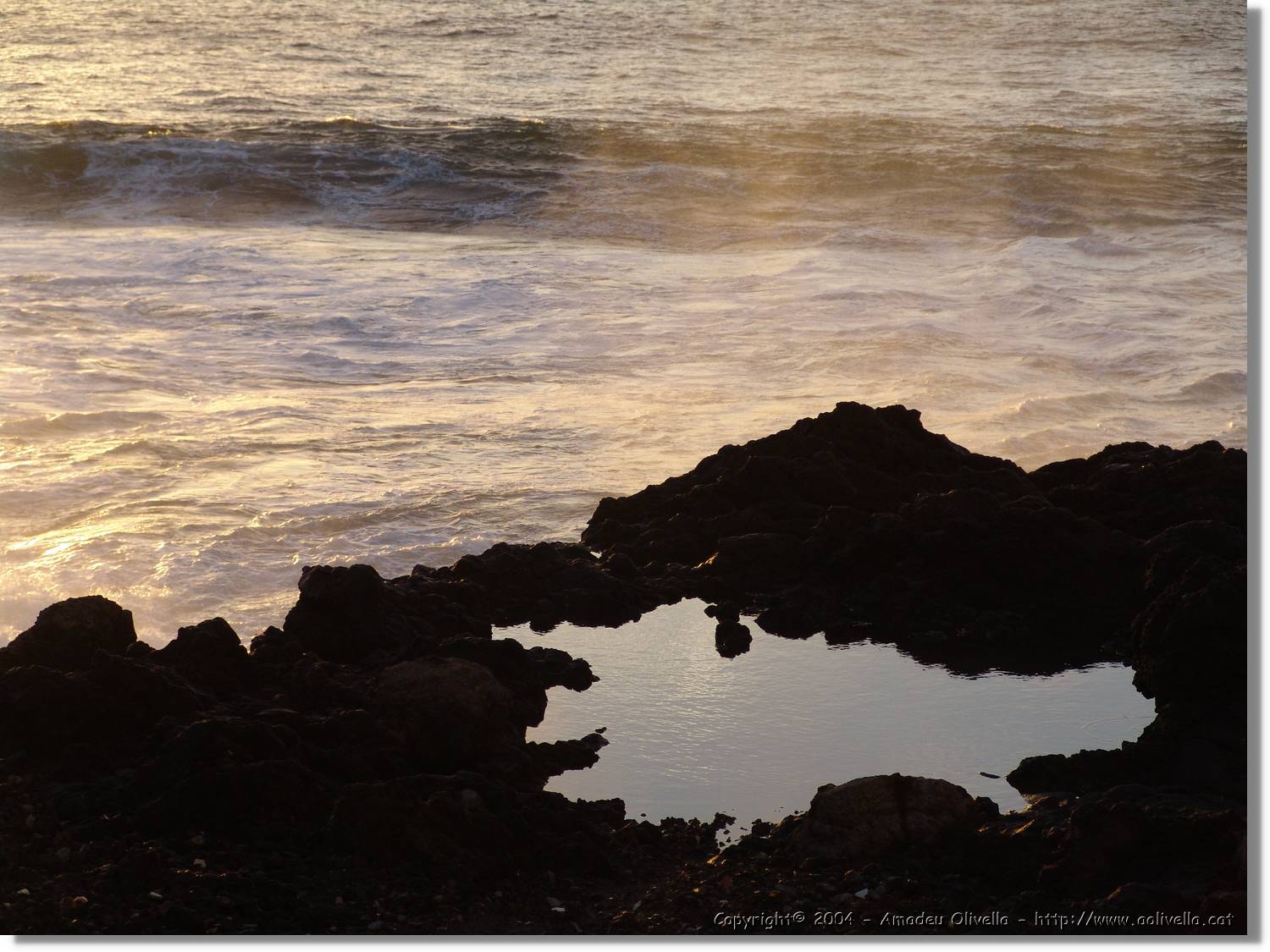 Canaries_081.jpg