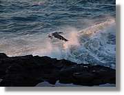 Canaries_085.jpg