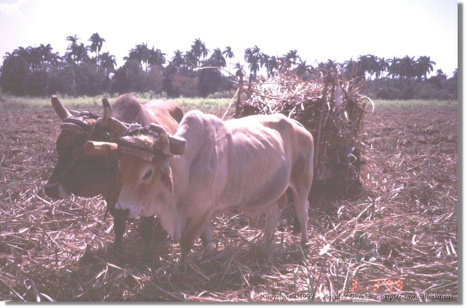 Cuba_150.jpg