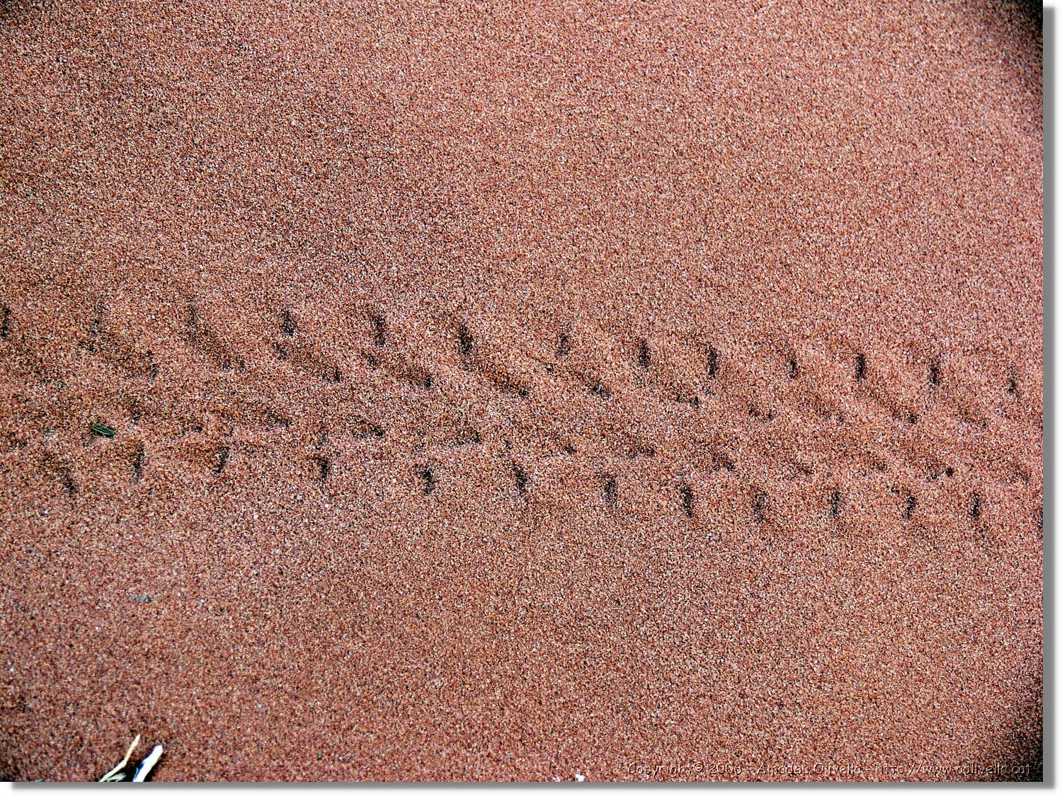 WadiRum_266.jpg