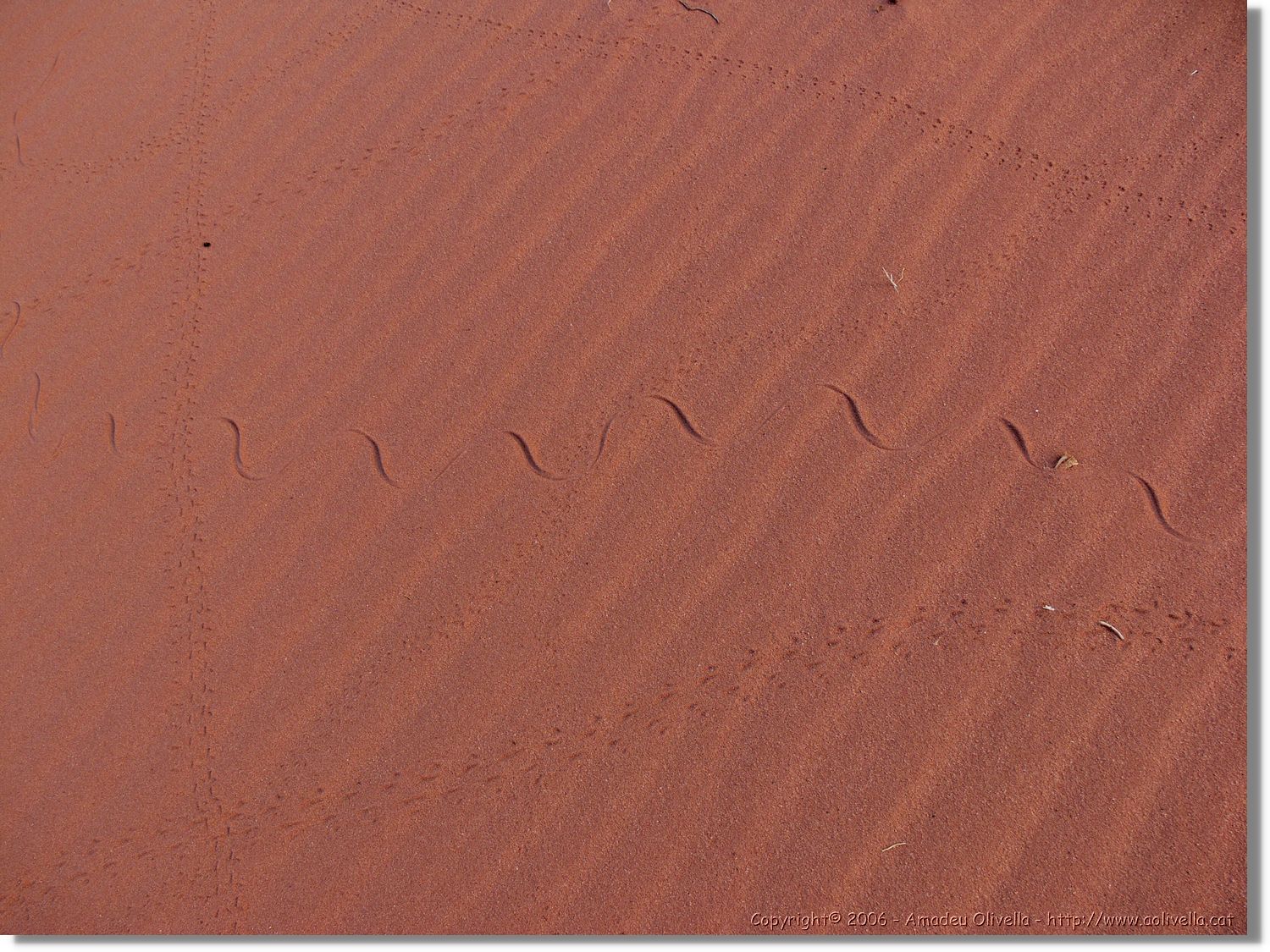 WadiRum_271.jpg