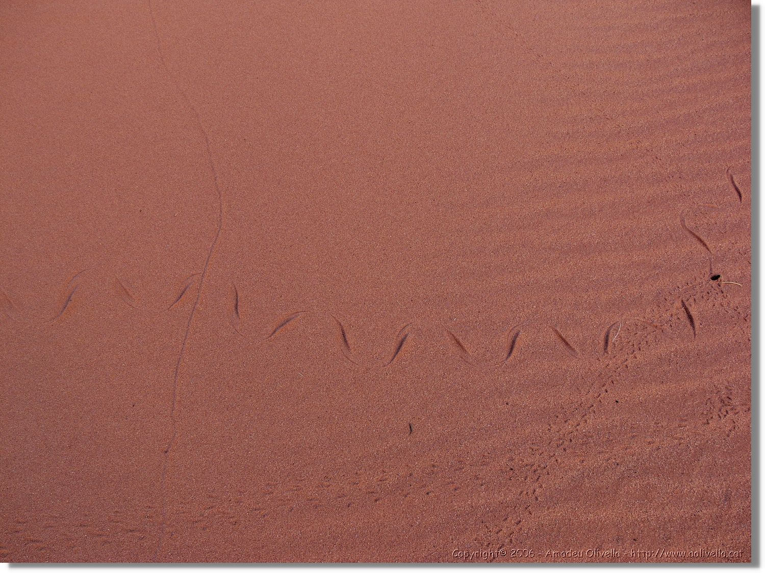 WadiRum_272.jpg