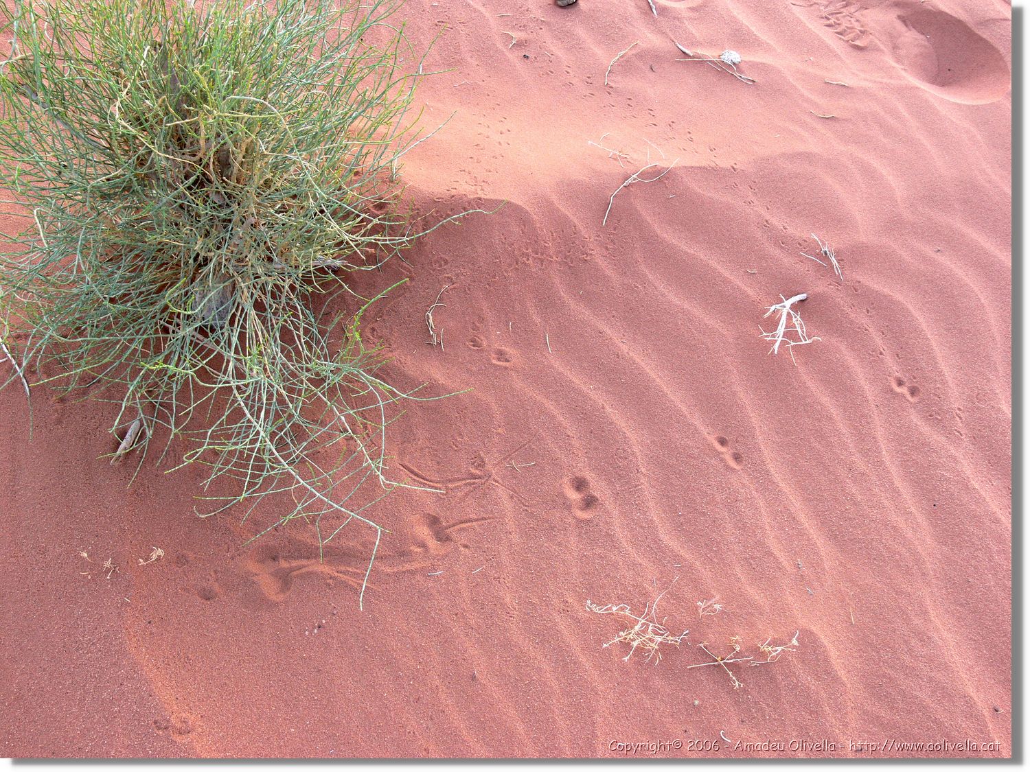 WadiRum_276.jpg