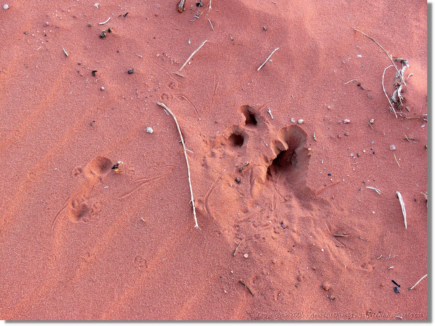 WadiRum_277.jpg