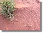 WadiRum_276.jpg
