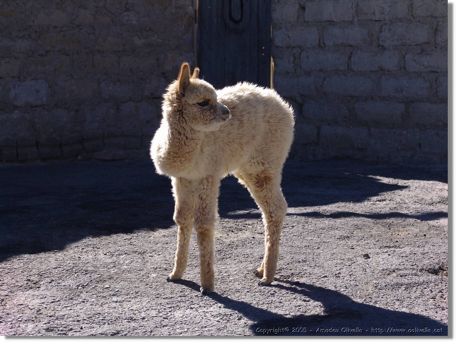 Arequipa_205.jpg