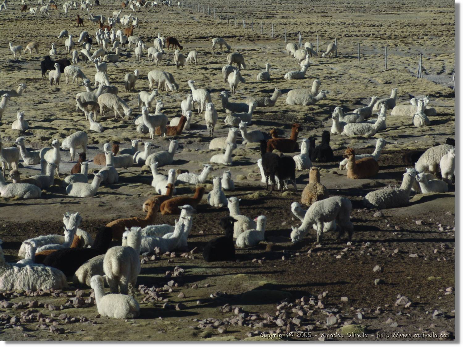 Arequipa_220.jpg