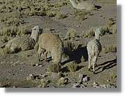 Arequipa_213.jpg