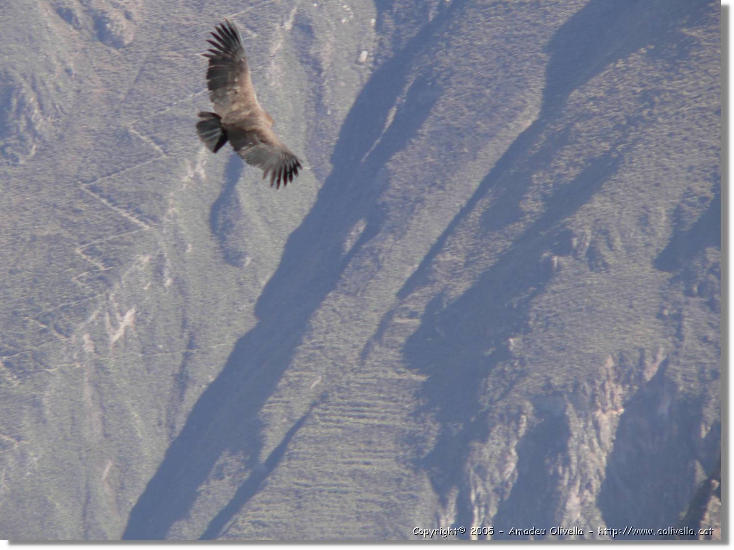 Colca_090.jpg