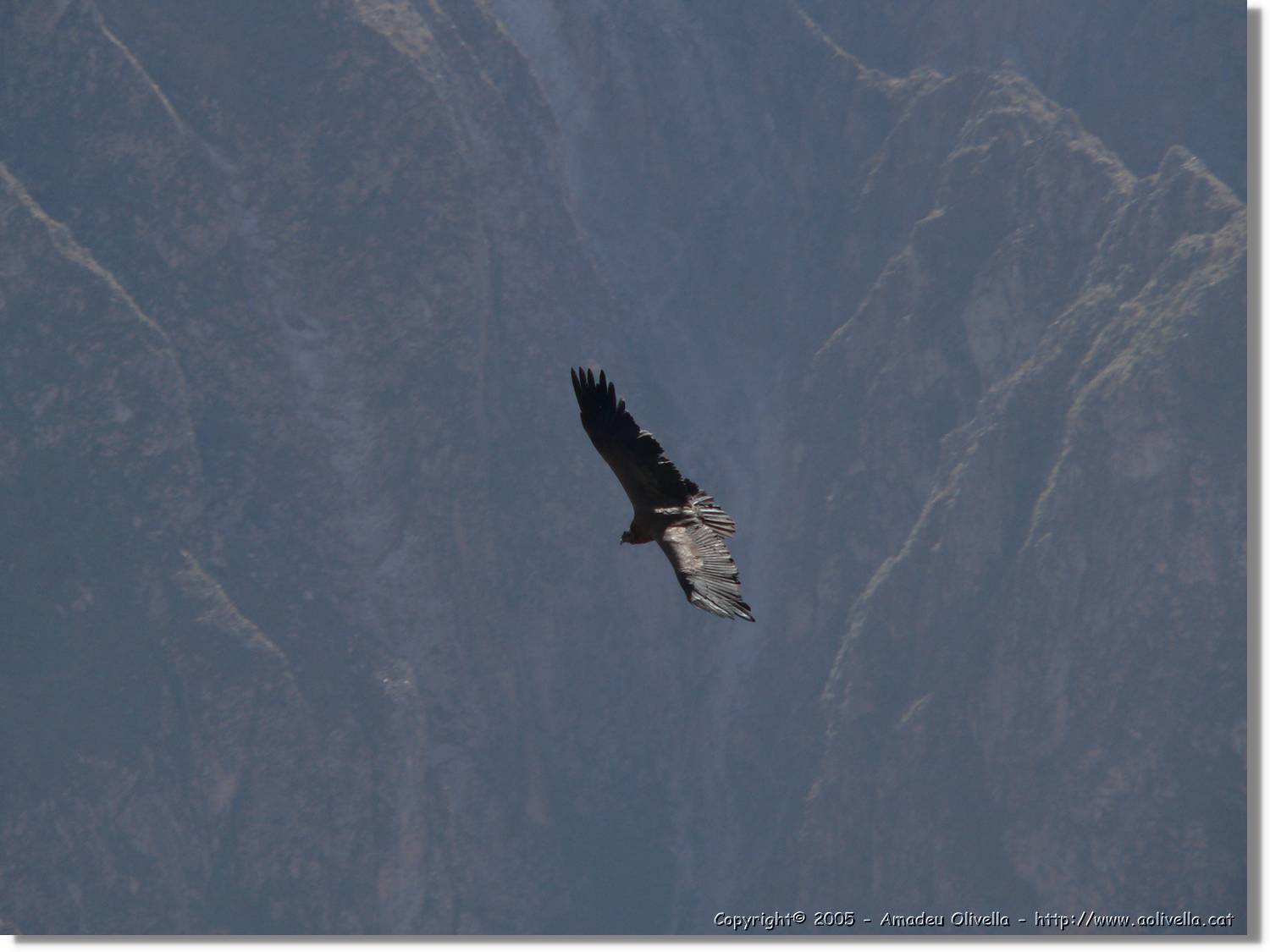 Colca_092.jpg